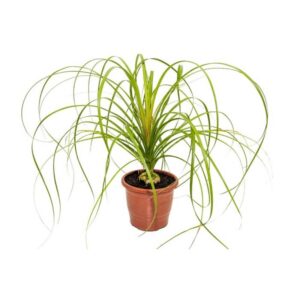 Beaucarnea