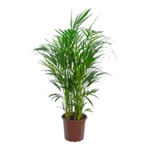 Palmeira Areca Bambu PT24