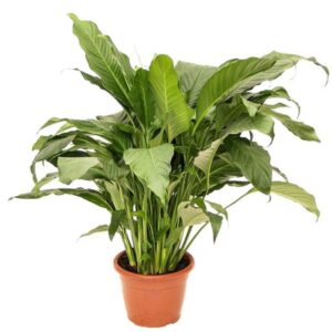 Planta Lírio da Paz